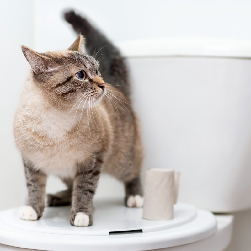 The Cat Poop Chronicles: Why Flushing Isn't for Felines