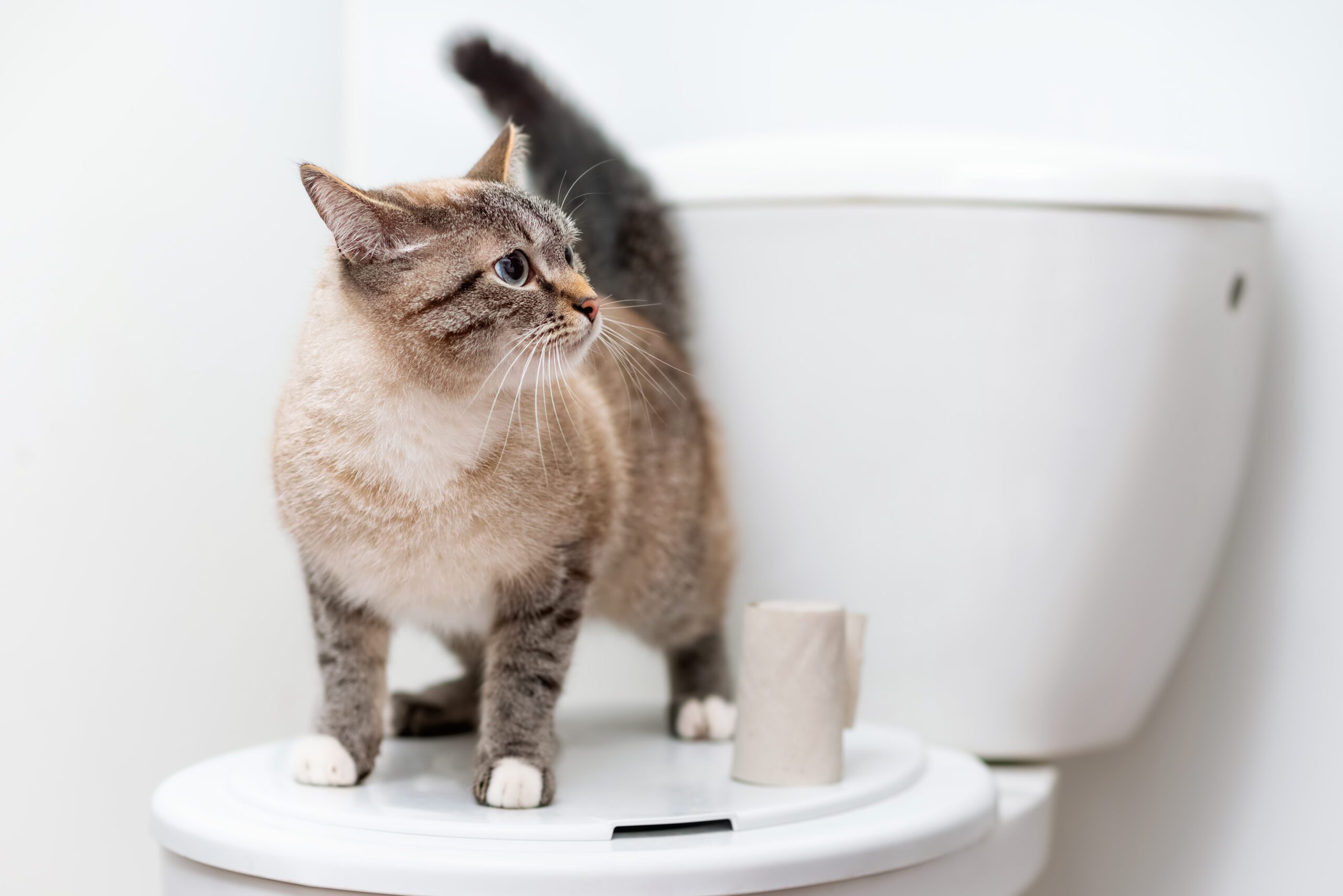 The Cat Poop Chronicles: Why Flushing Isn't for Felines